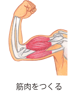 筋肉をつくる
